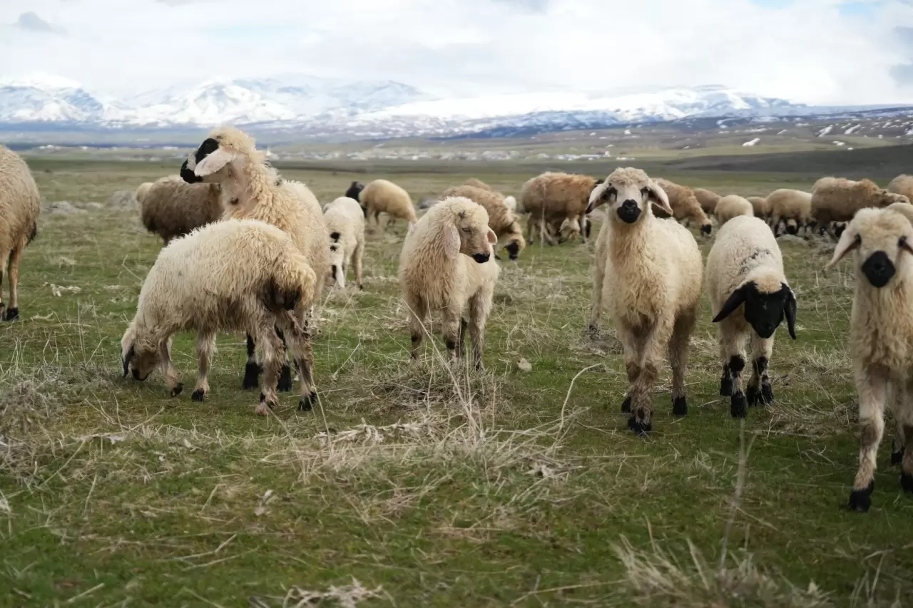 Muş Ovası kuzu sesleriyle şenlendi 1