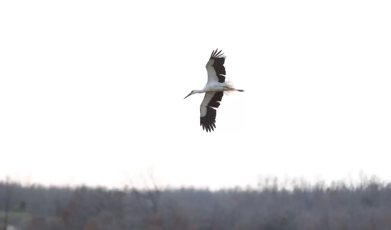 Leyleklerin göçü başladı: Yeni mola rotası Vize! 6