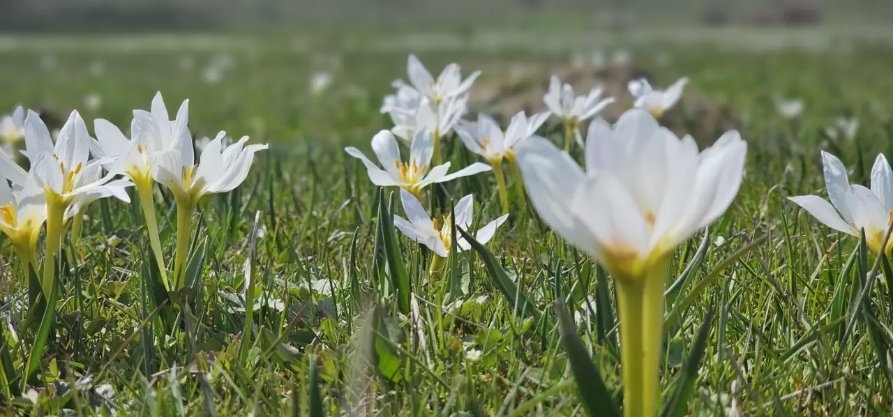 Muş Ovası'ndaki çiğdemler renk cümbüşüyle göz kamaştırıyor 5