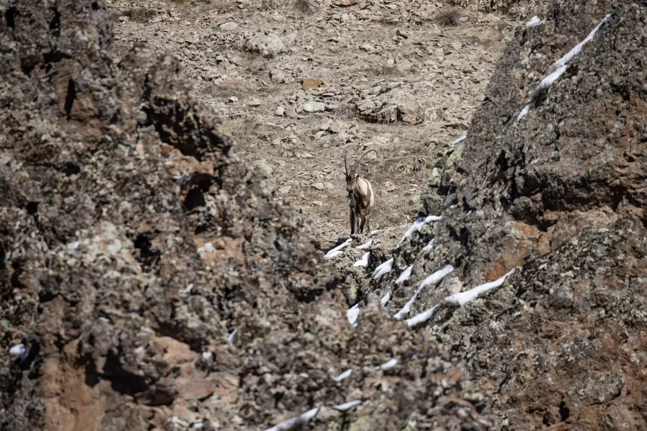 Munzur Vadisi'nde bahar hareketliliği: Yaban keçileri ve bozayılar gözlemlendi! 7