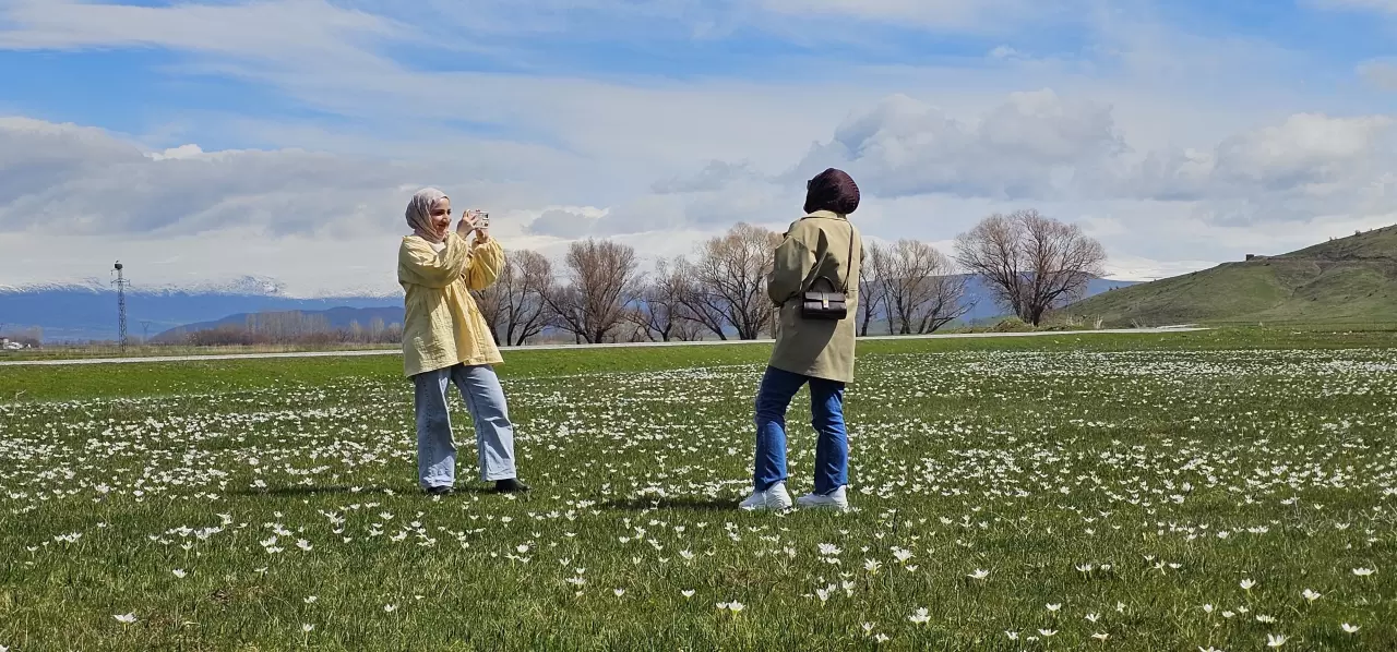Muş Ovası'ndaki çiğdemler renk cümbüşüyle göz kamaştırıyor 2