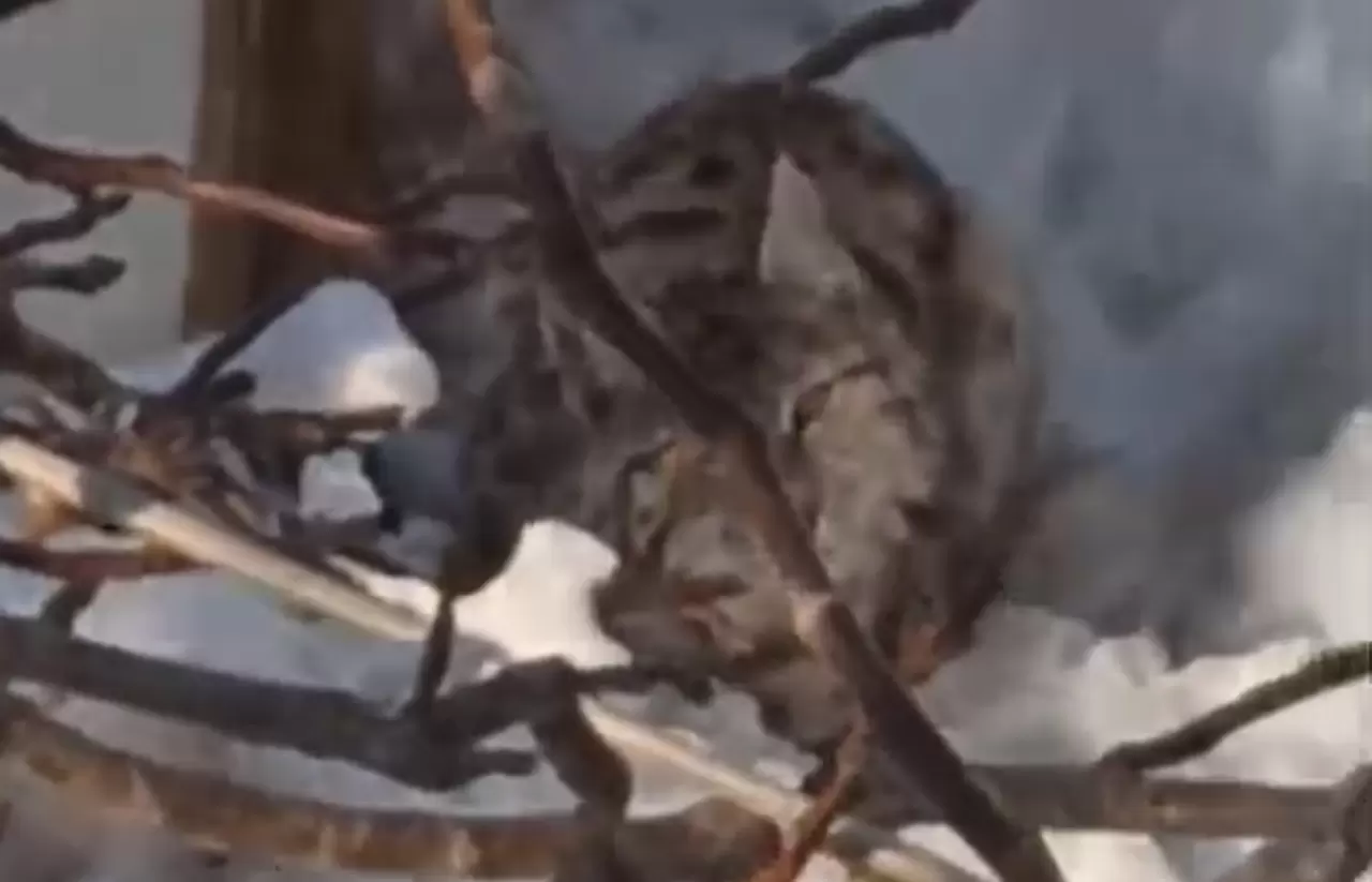 Yüksekova'da yerleşim alanına inen vaşak görüntülendi 2