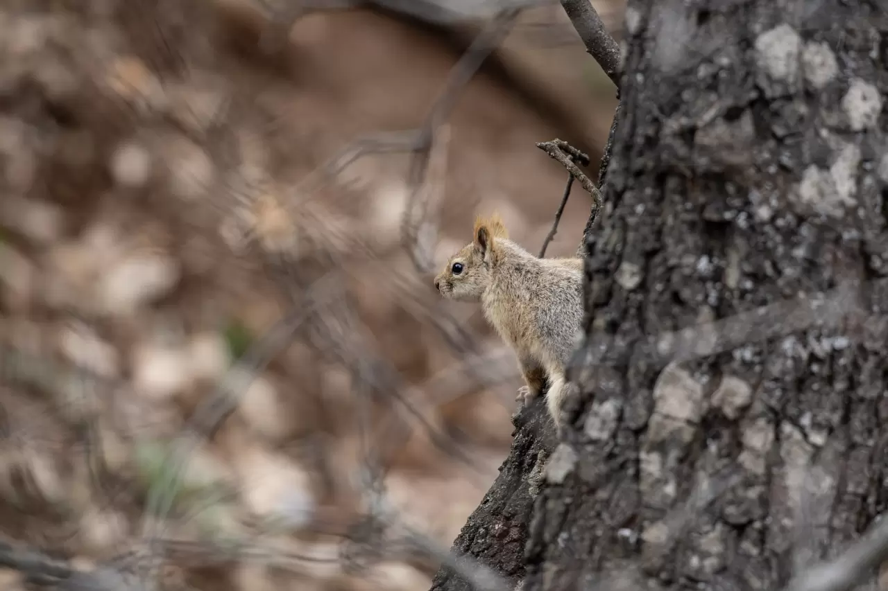 Munzur Vadisi'nde bahar hareketliliği: Yaban keçileri ve bozayılar gözlemlendi! 9