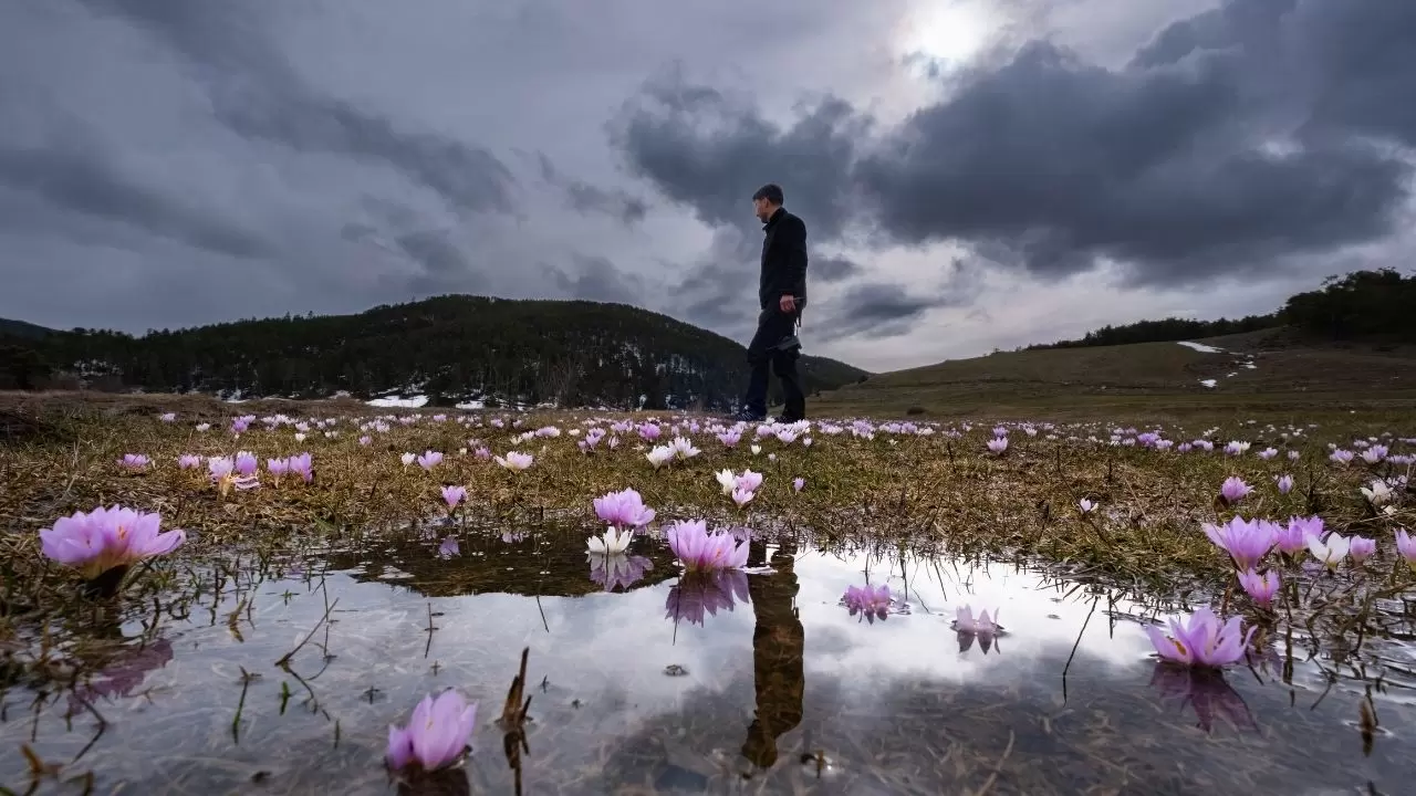 Kır çiçekleri doğayı kartpostala dönüştürdü 1