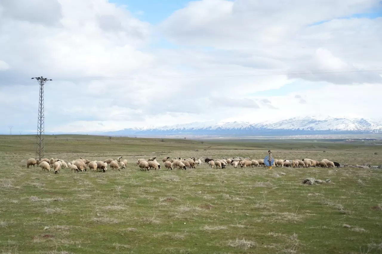 Muş Ovası kuzu sesleriyle şenlendi 2