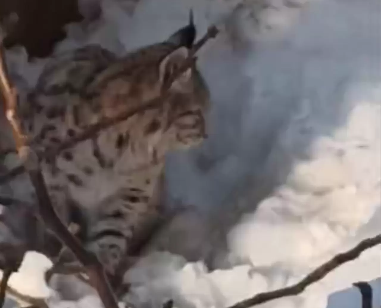 Yüksekova'da yerleşim alanına inen vaşak görüntülendi 1