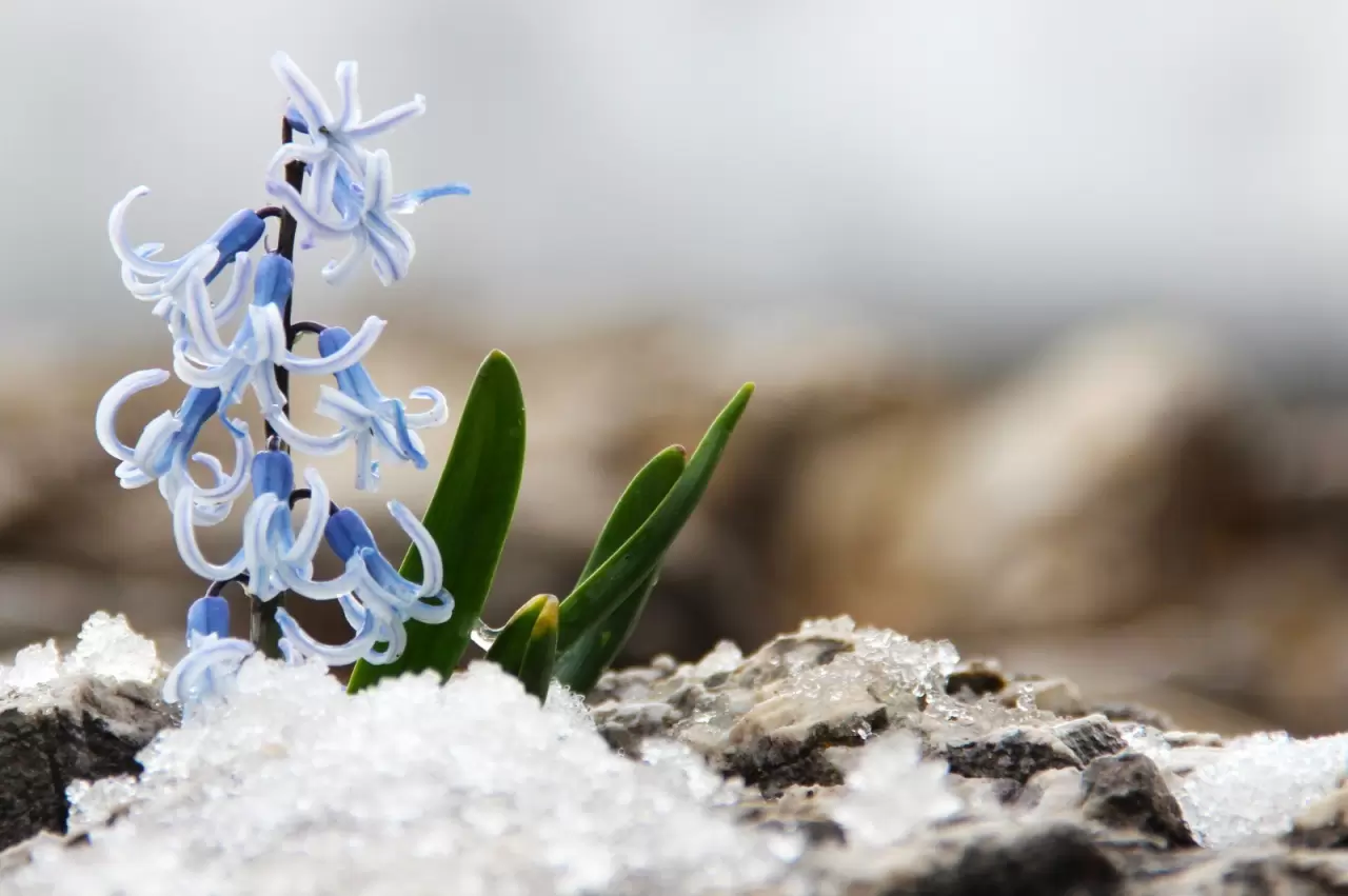 Karların altından çıkan kaya sümbülleri hayran bıraktı 2