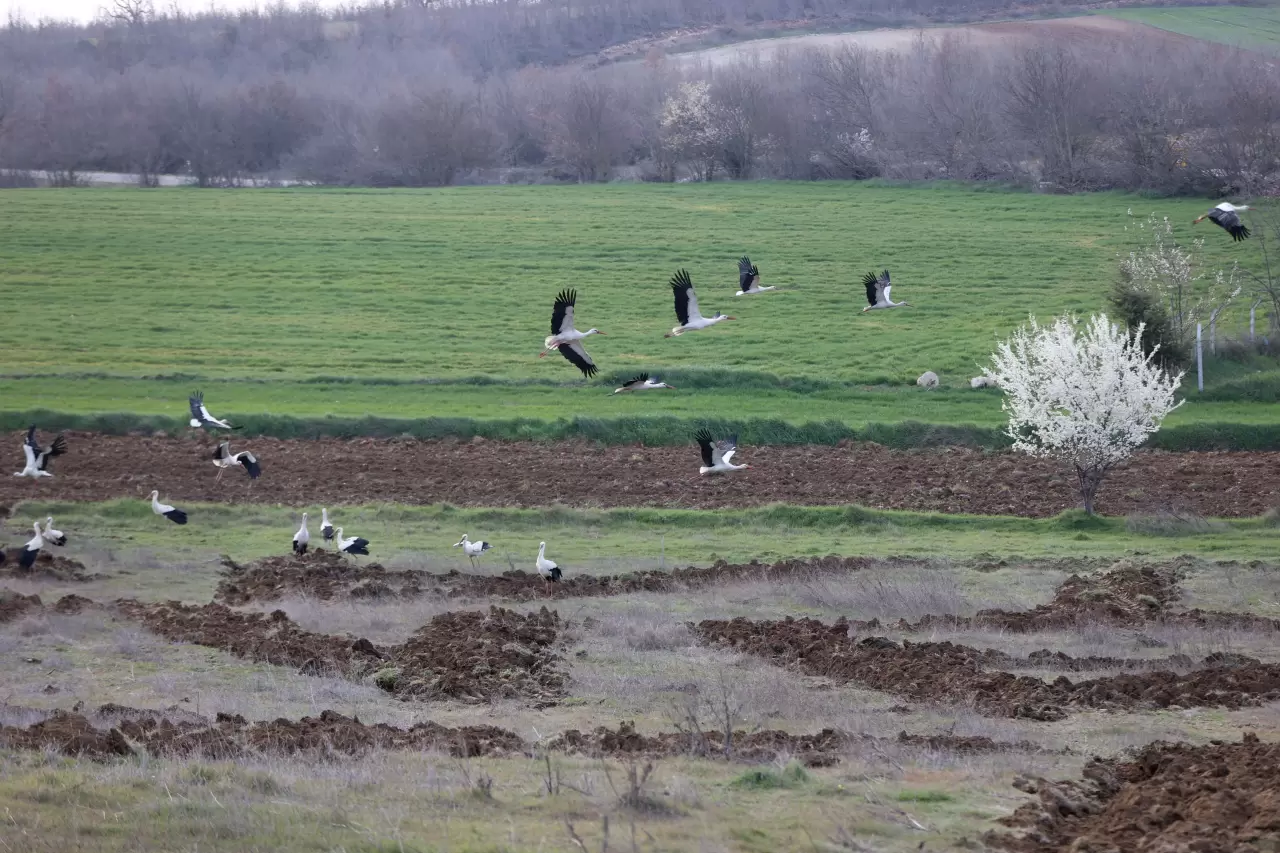 Leyleklerin göçü başladı: Yeni mola rotası Vize! 2