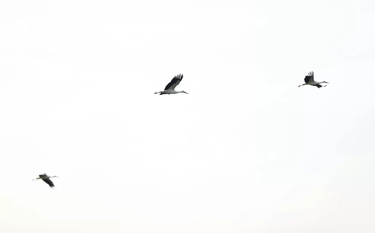 Leyleklerin göçü başladı: Yeni mola rotası Vize! 5