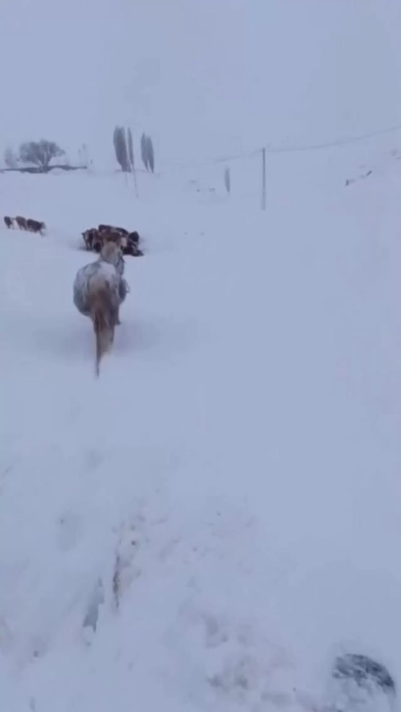 Kars'ta kar felaketi! Bir at karın içinde saplandı 2