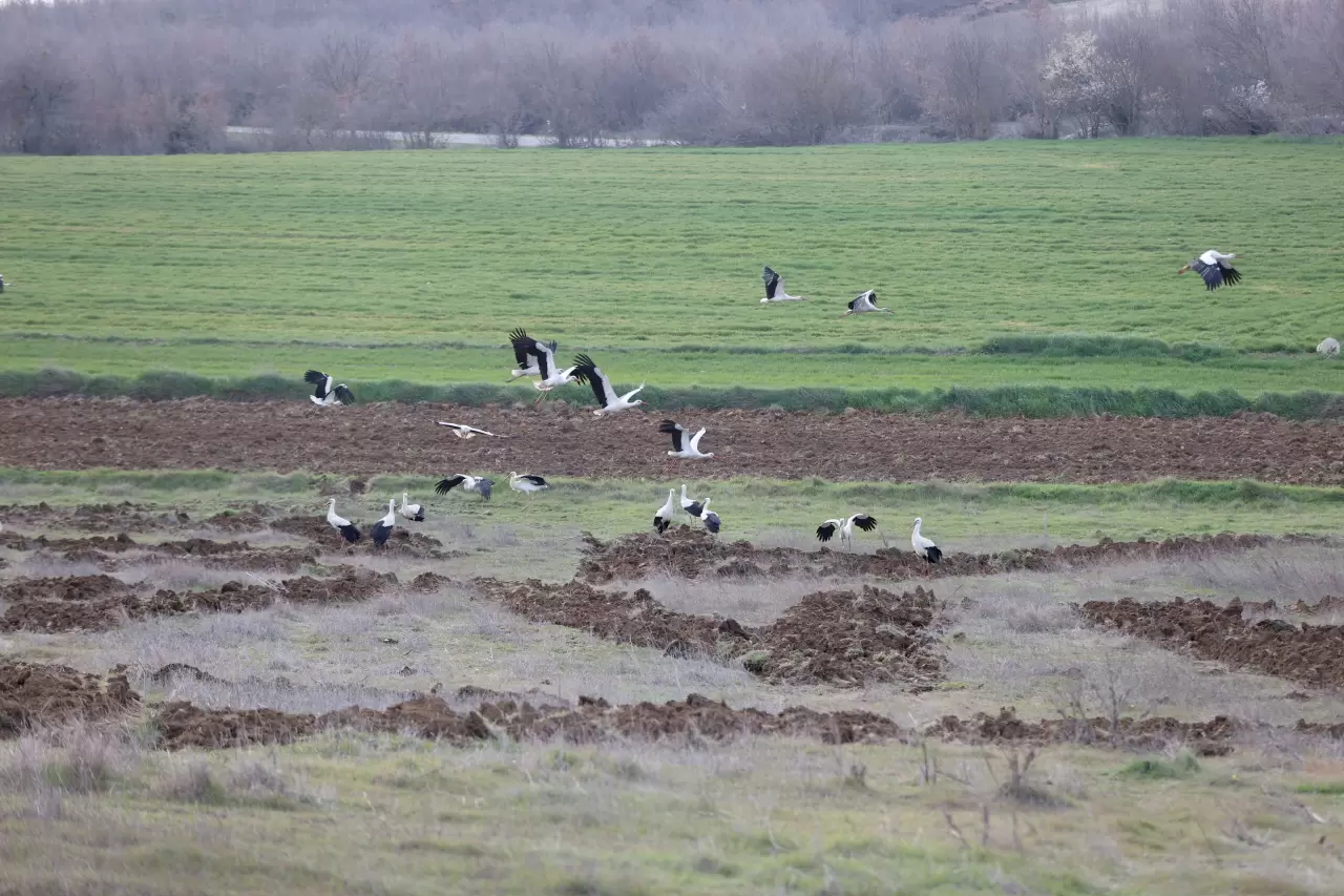 Leyleklerin göçü başladı: Yeni mola rotası Vize! 4