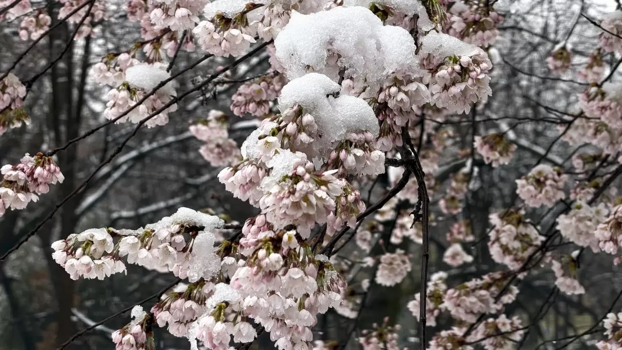 Çiçek açan ağaçlar beyaz örtüyle kaplandı! 4