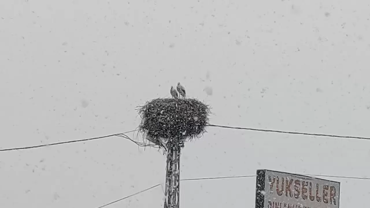 Baharın habercisi leylekler, Bingöl'de kar sürpriziyle karşılaştı! 4