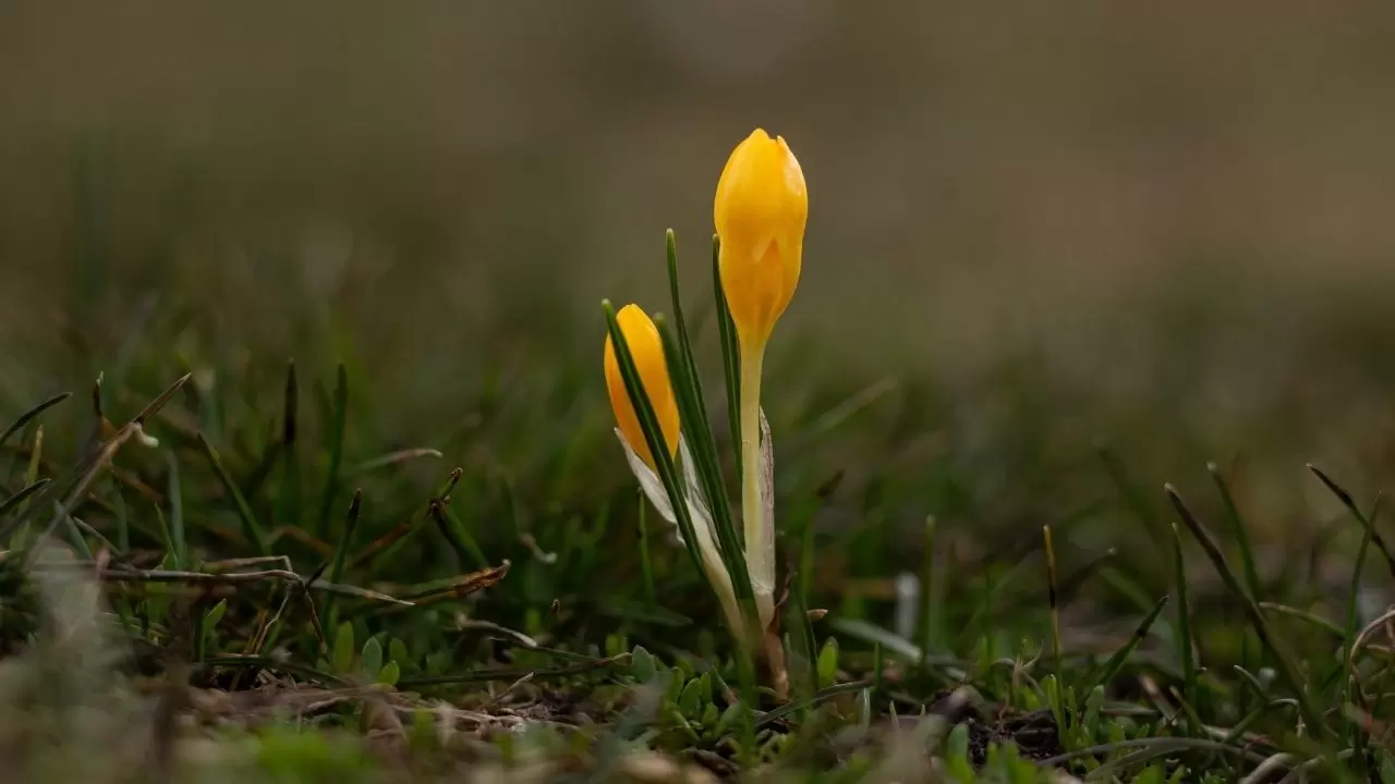 Kır çiçekleri doğayı kartpostala dönüştürdü 8