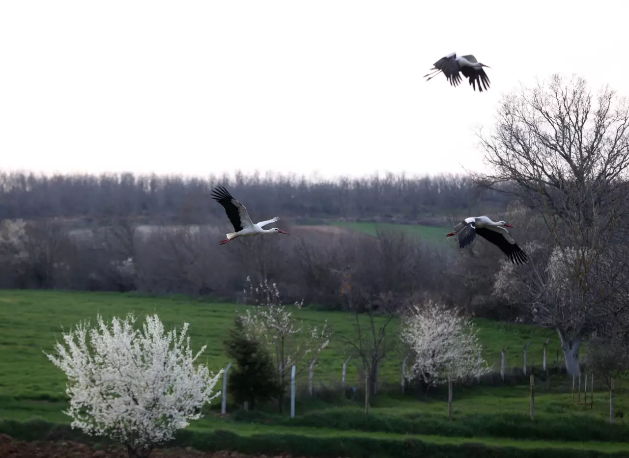 Leyleklerin göçü başladı: Yeni mola rotası Vize! 1