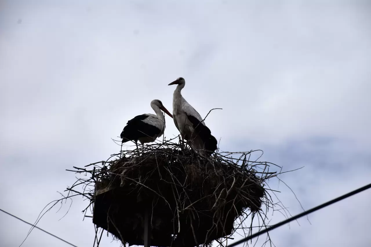 Saraydüzü'nde leylek şöleni: Cuma Ovası'na gelişler başladı 4
