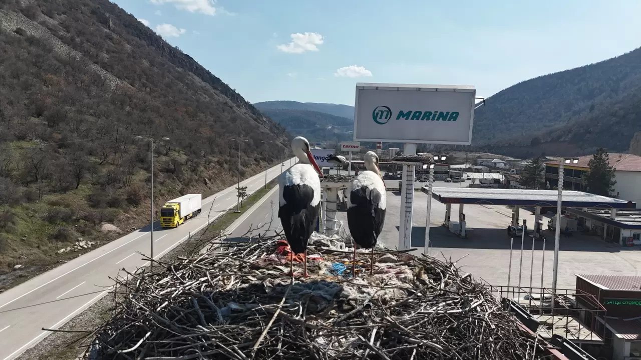 Baharın müjdecisi leylekler, uzun göç yolculuğunun ardından Kızılcahamam'da 4