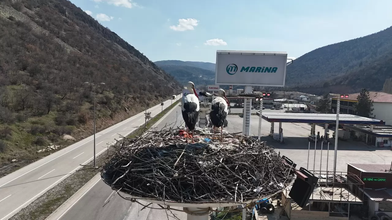 Baharın müjdecisi leylekler, uzun göç yolculuğunun ardından Kızılcahamam'da 2