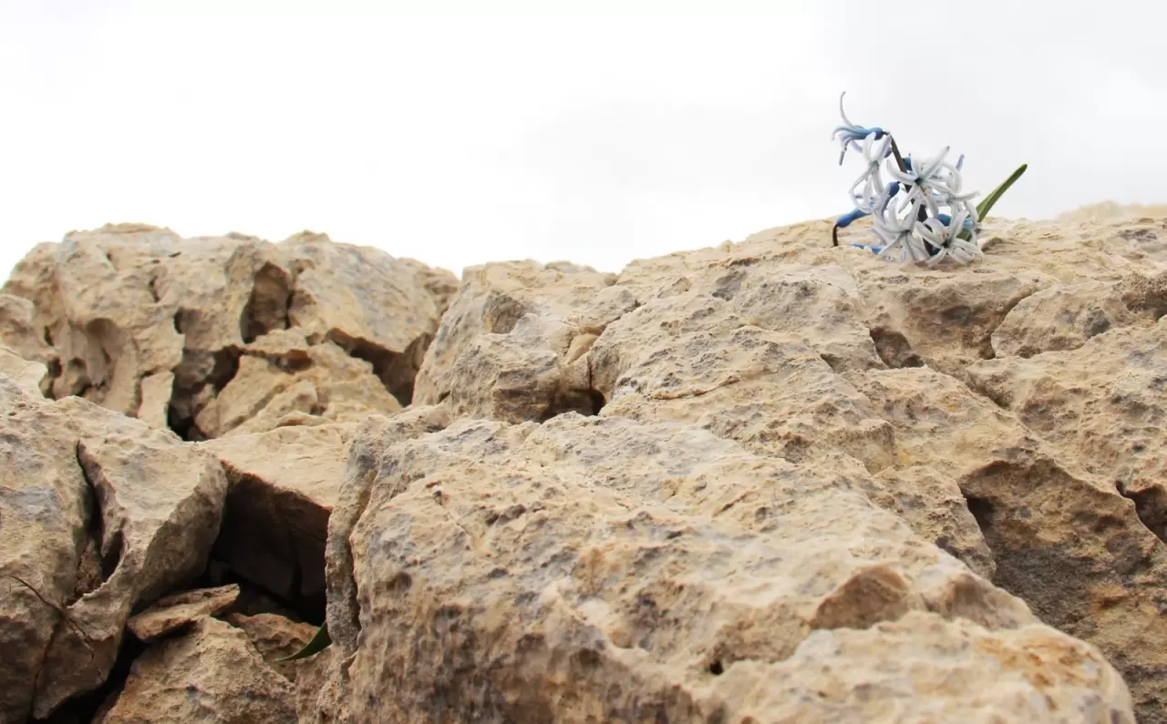 Karların altından çıkan kaya sümbülleri hayran bıraktı 5