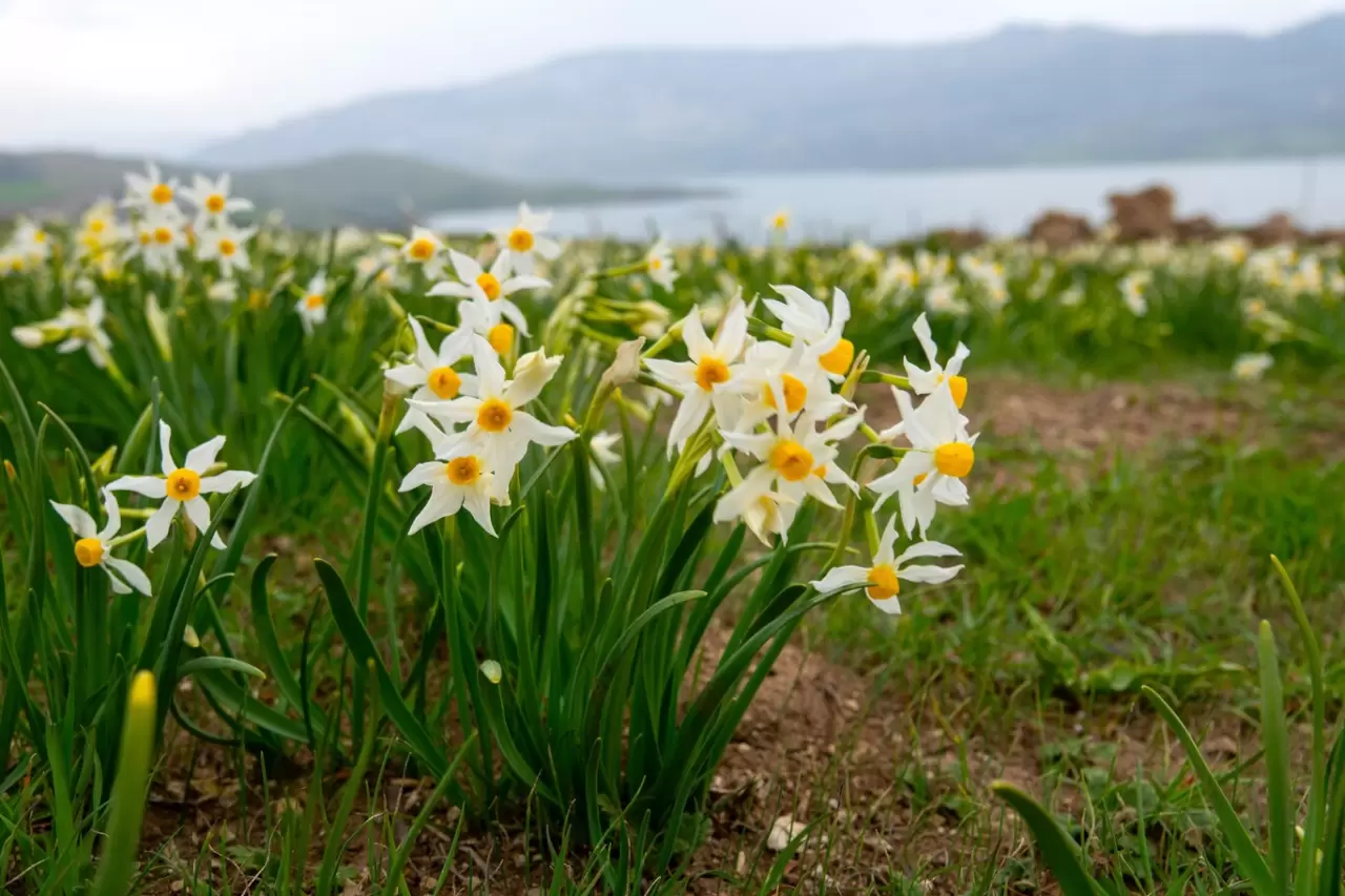 Mart'ta açan nergisler, Üçkaya Köyü'nde ziyaretçi akınına neden oldu 3
