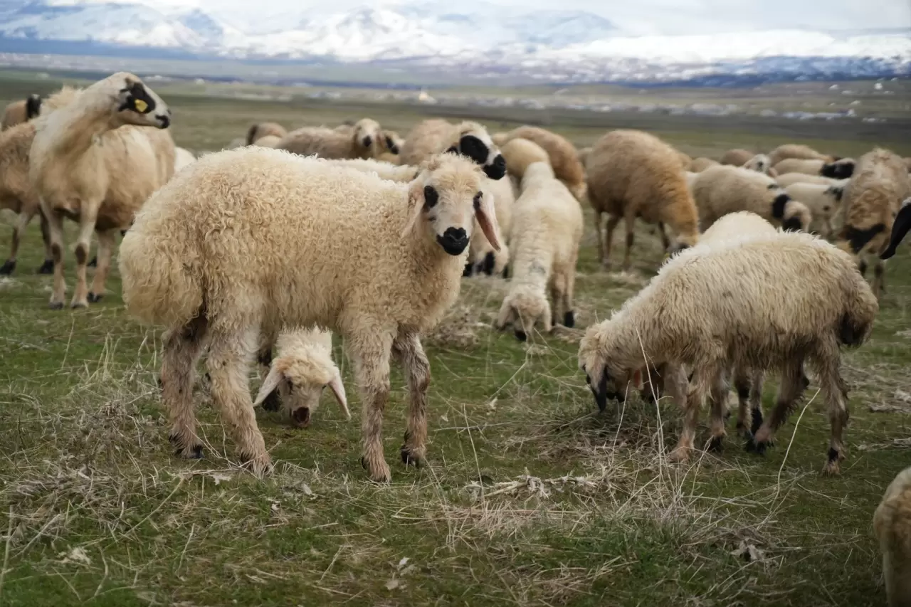 Muş Ovası kuzu sesleriyle şenlendi 5