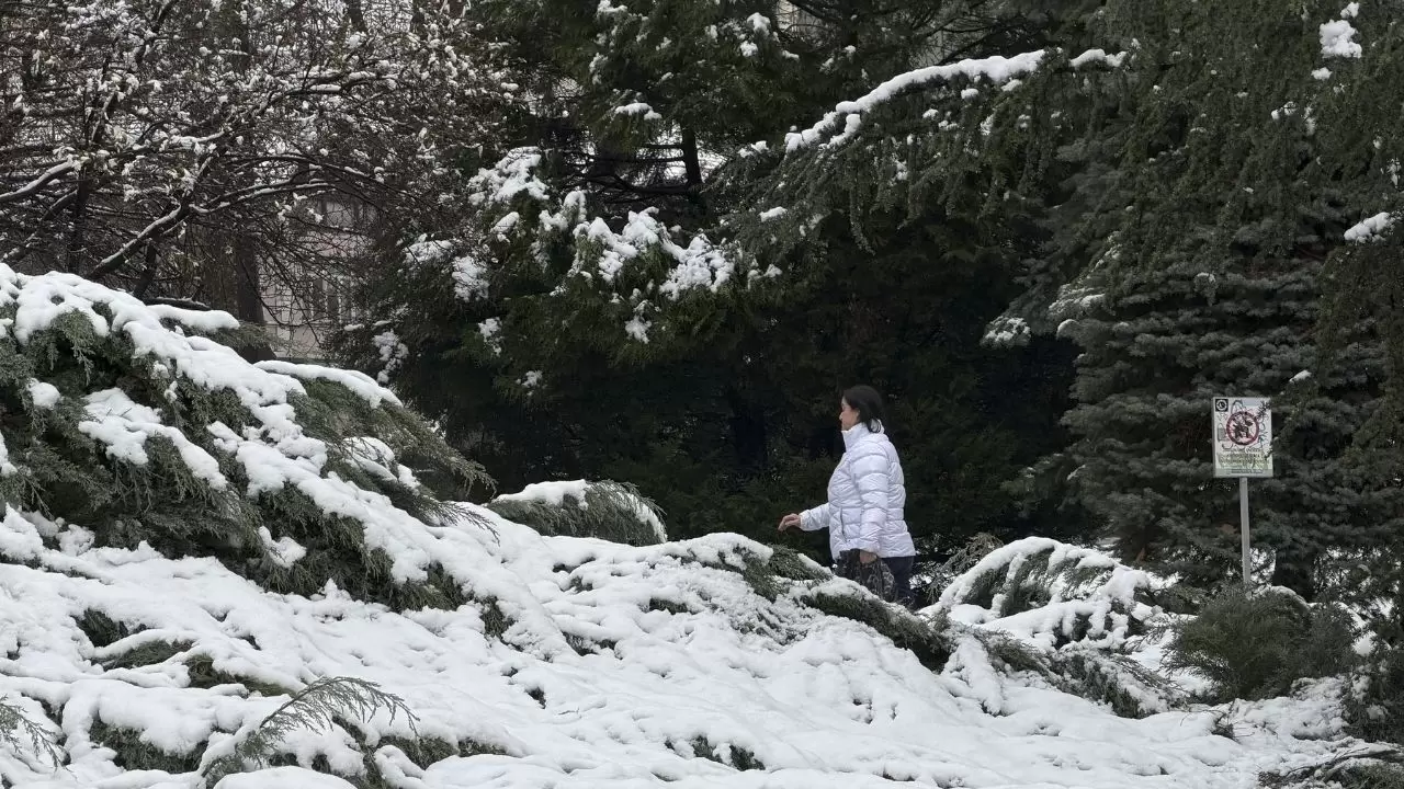 Çiçek açan ağaçlar beyaz örtüyle kaplandı! 12