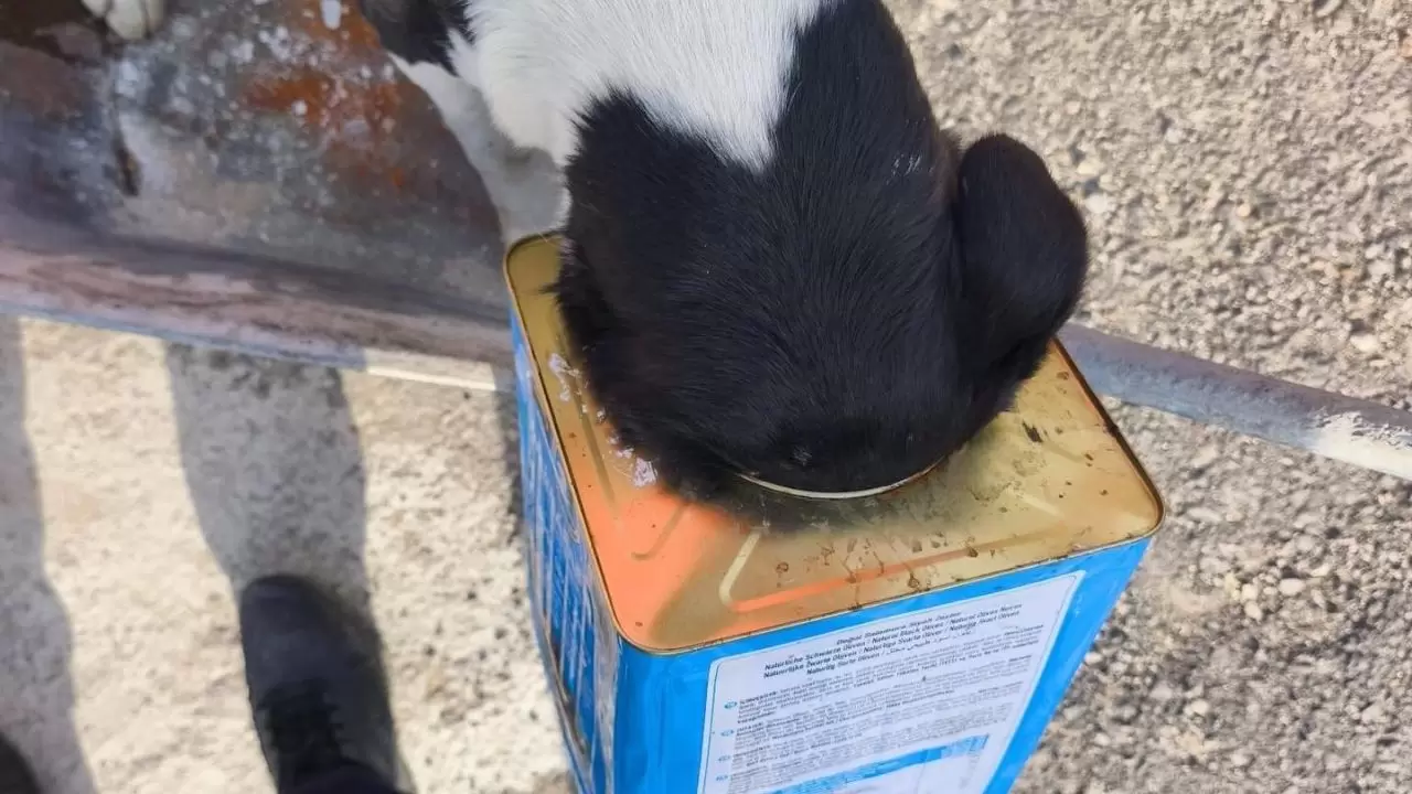 Kafası tenekeye sıkışan köpeğin yardımına koştular 1