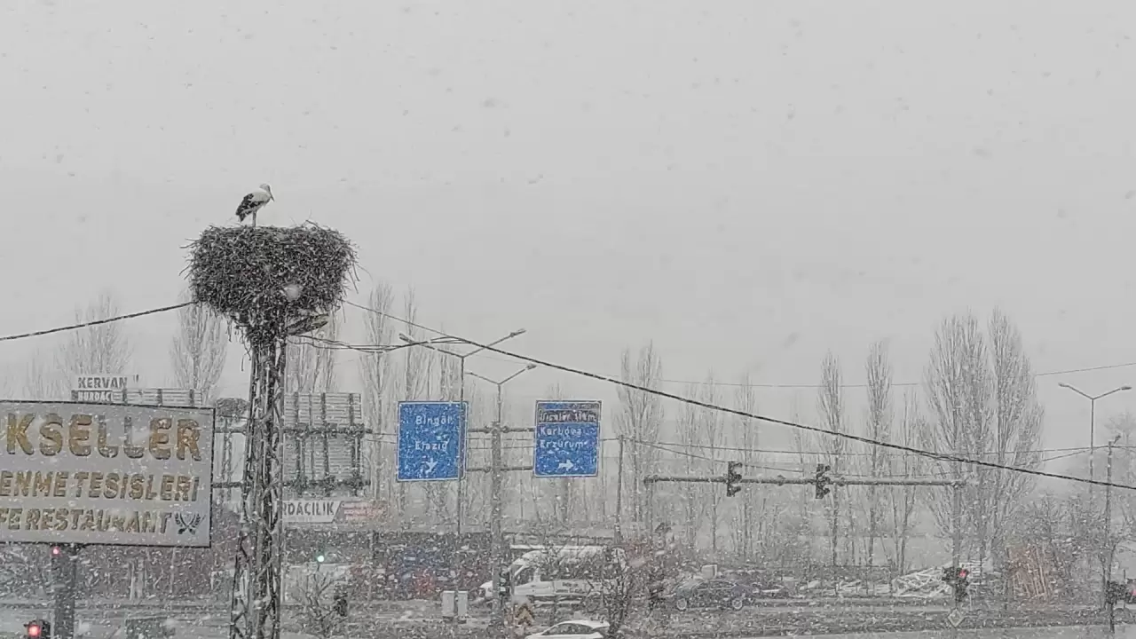 Baharın habercisi leylekler, Bingöl'de kar sürpriziyle karşılaştı! 5