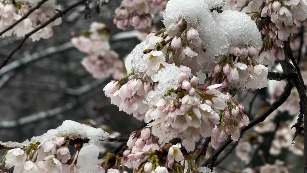 Çiçek açan ağaçlar beyaz örtüyle kaplandı! 3