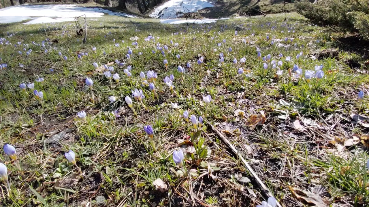 Abant Gölü'nde bahar müjdecisi çiğdem çiçekleri açtı! Doğa uyanıyor 4