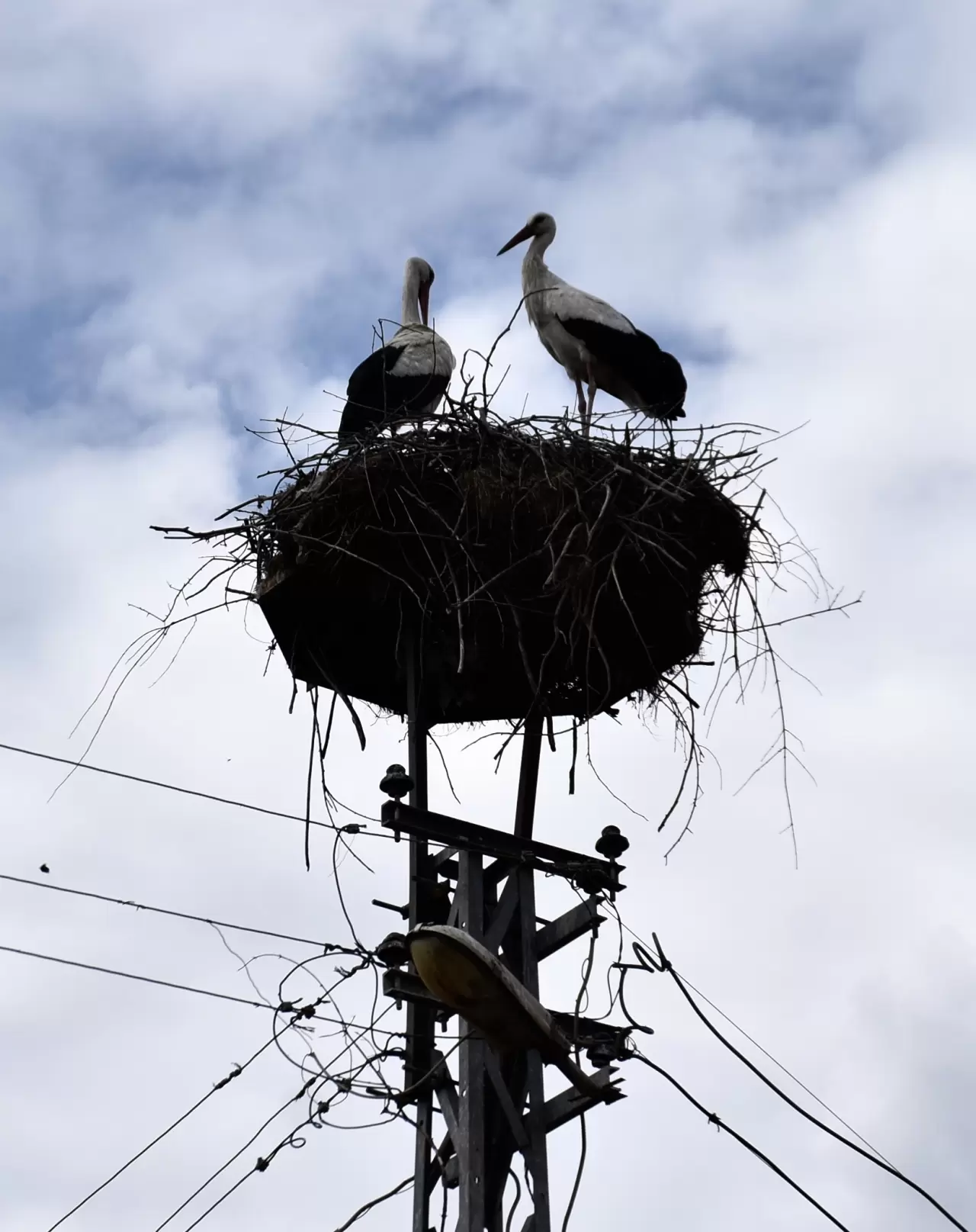 Saraydüzü'nde leylek şöleni: Cuma Ovası'na gelişler başladı 2