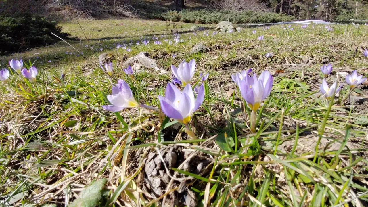 Abant Gölü'nde bahar müjdecisi çiğdem çiçekleri açtı! Doğa uyanıyor 5