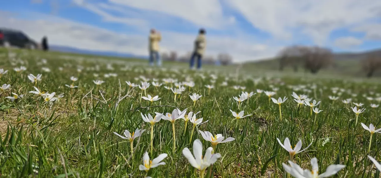 Muş Ovası'ndaki çiğdemler renk cümbüşüyle göz kamaştırıyor 4