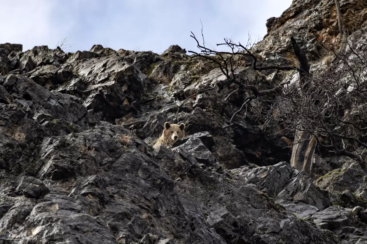 Munzur Vadisi'nde bahar hareketliliği: Yaban keçileri ve bozayılar gözlemlendi! 8
