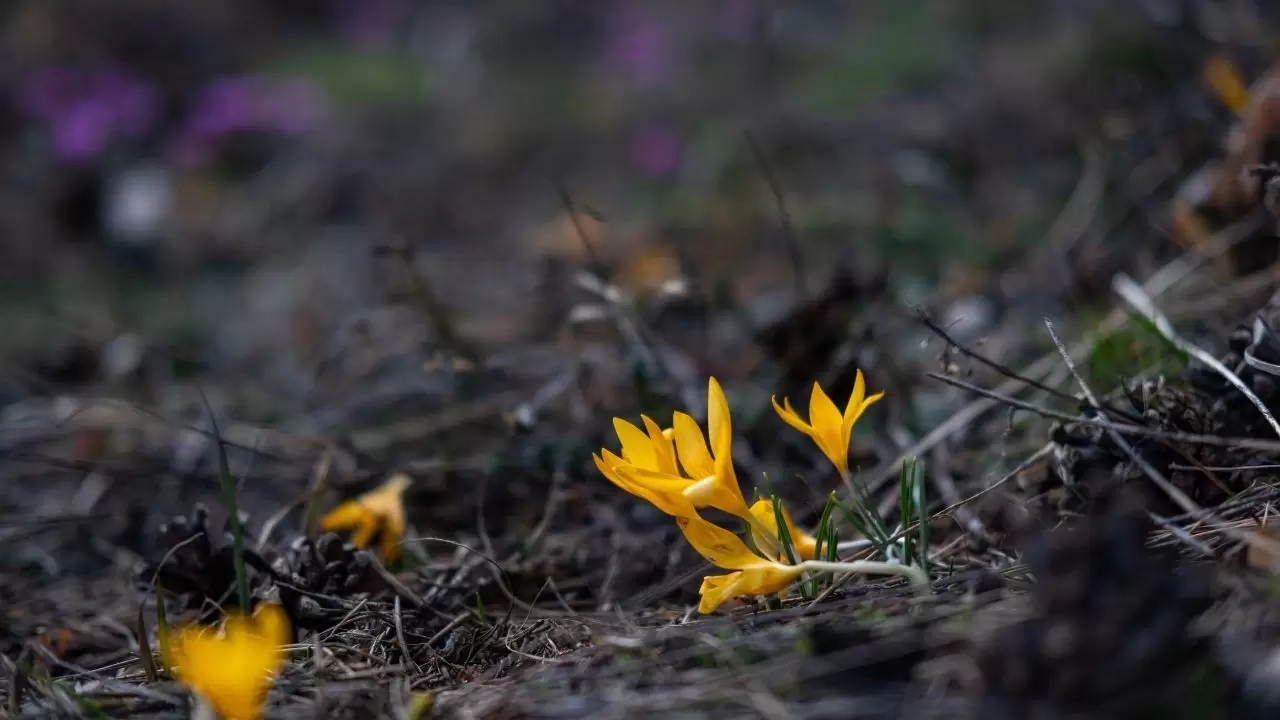 Kır çiçekleri doğayı kartpostala dönüştürdü 3