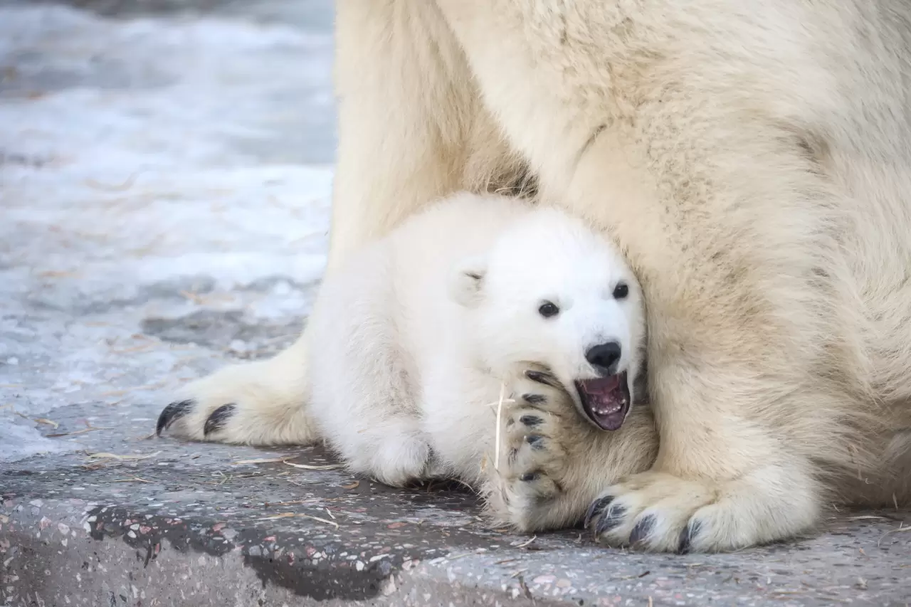 Kutup ayısı yavrusu dünyaya geldi 3