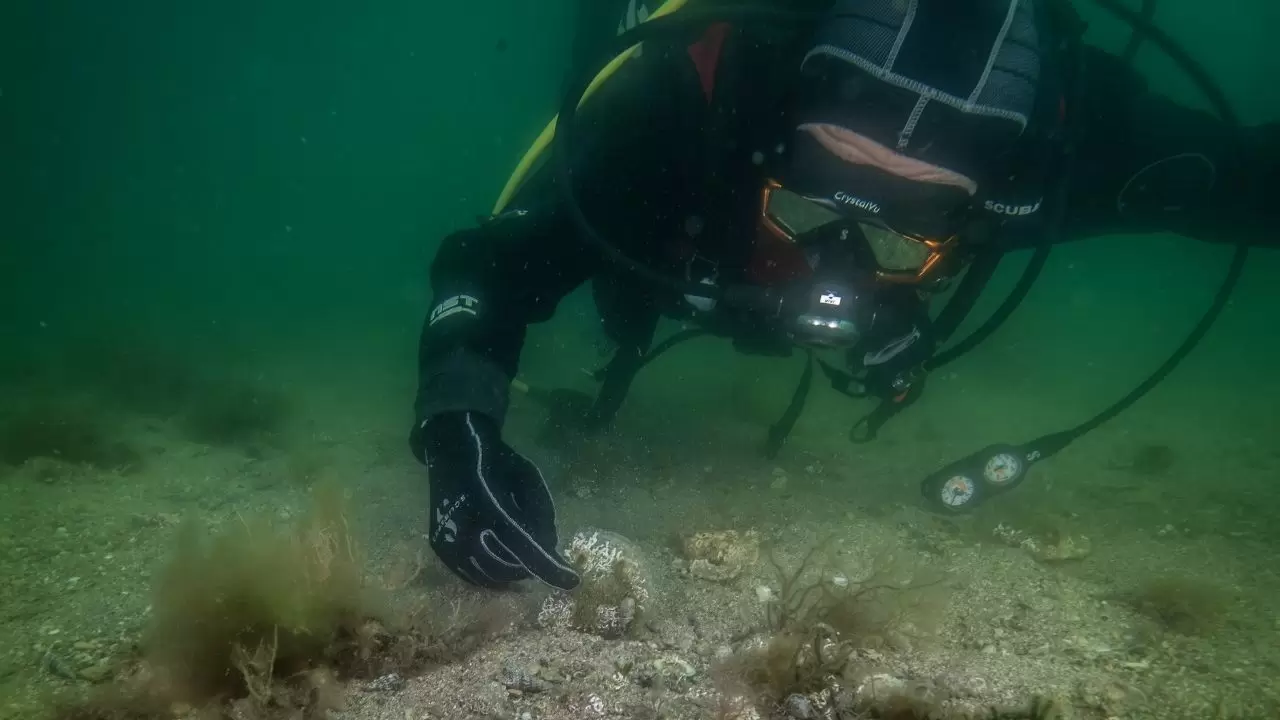 Tuzla sahilinde bilim dünyasını heyecanlandıran keşif! Sanayinin gölgesinde 'mucize' ekosistem 3