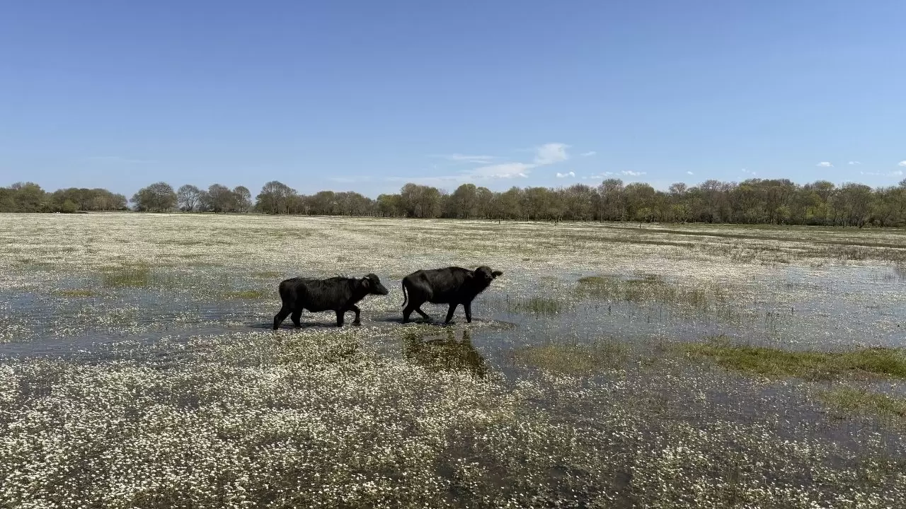Kızılırmak deltası beyaza büründü: Su papatyalarının sadece bir ay ömrü var! 4