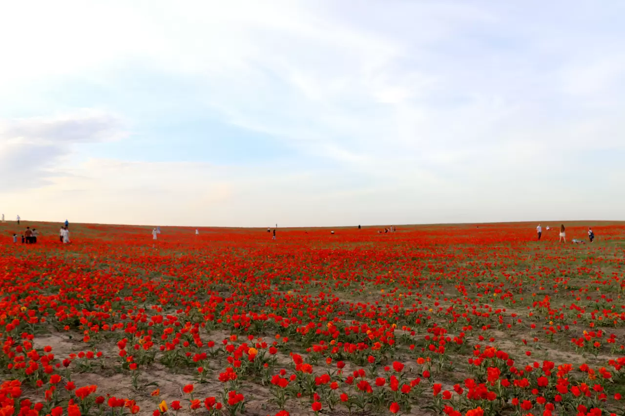 Tabloları andıran görüntüler! Kazakistan'da açan laleler hayran bıraktı 8