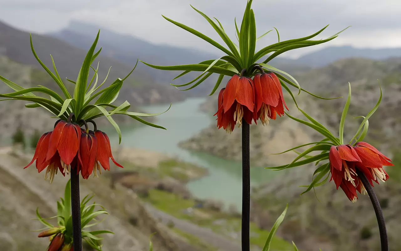 Şırnak'ta 'Ağlayan Gelinler' doğayı güzelleştirdi 4