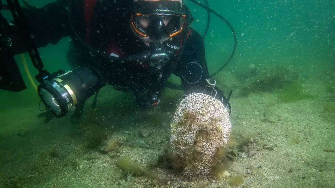 Tuzla sahilinde bilim dünyasını heyecanlandıran keşif! Sanayinin gölgesinde 'mucize' ekosistem 5