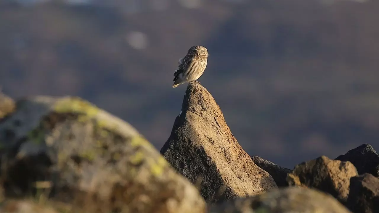 Gece avcısı gündüz ortaya çıktı: Nadir görülen kukumav baykuşu objektiflere yakalandı 2