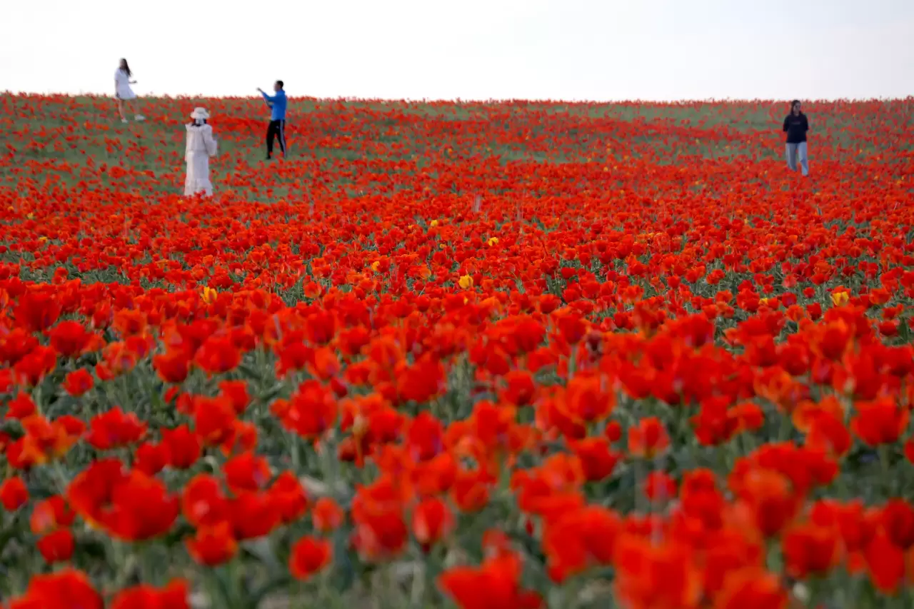 Tabloları andıran görüntüler! Kazakistan'da açan laleler hayran bıraktı 5