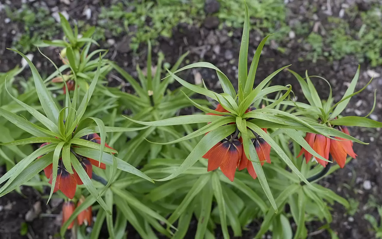 Şırnak'ta 'Ağlayan Gelinler' doğayı güzelleştirdi 6