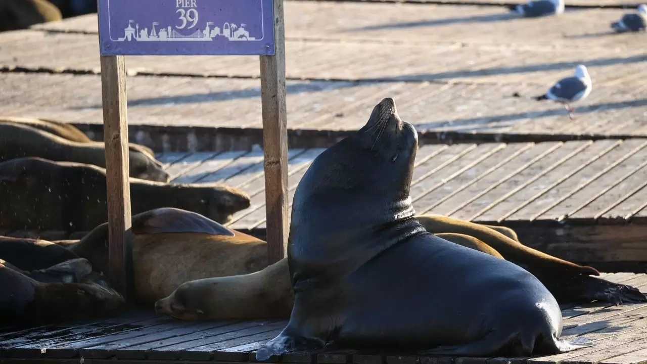 Fisherman’s Wharf’ta Deniz Aslanı yoğunluğu 1