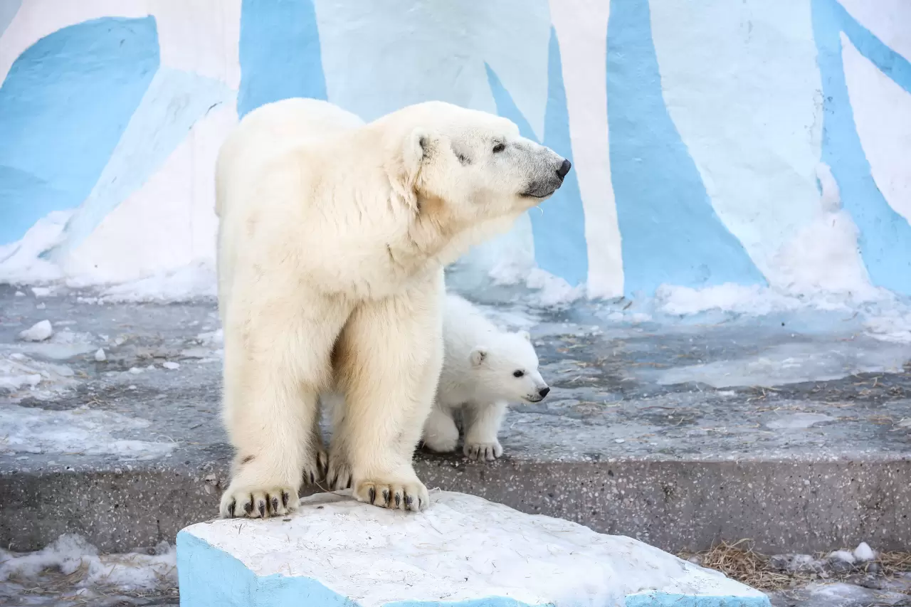 Kutup ayısı yavrusu dünyaya geldi 6