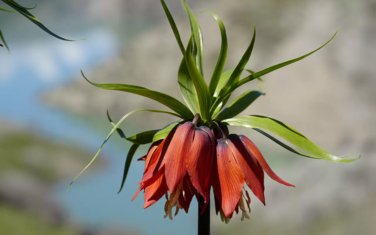 Şırnak'ta 'Ağlayan Gelinler' doğayı güzelleştirdi 8