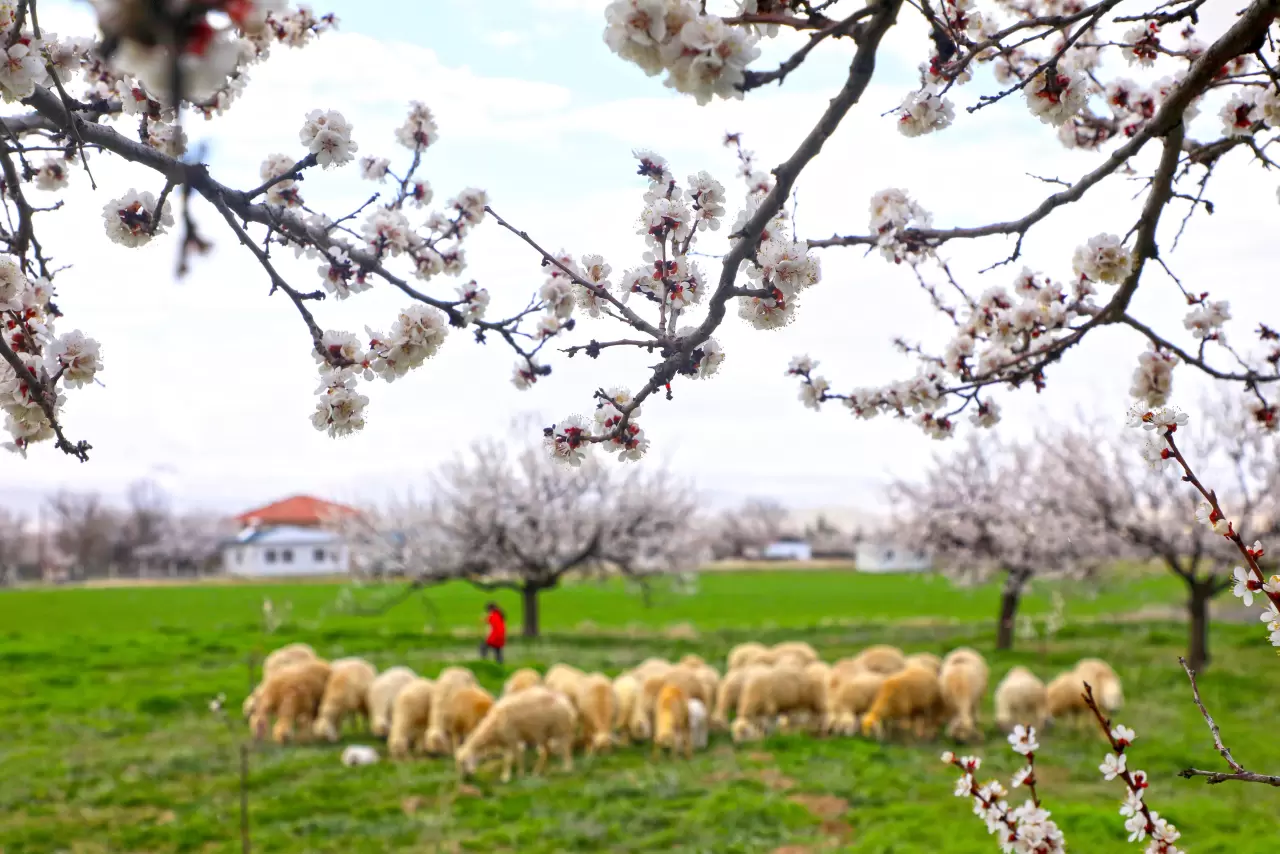 Malatya beyaza büründü: 2 milyon kayısı ağacı aynı anda çiçek açtı! 5