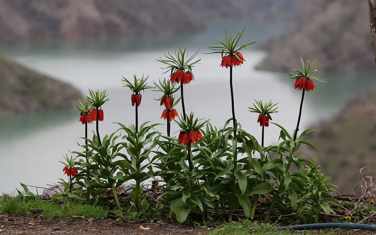 Şırnak'ta 'Ağlayan Gelinler' doğayı güzelleştirdi 10