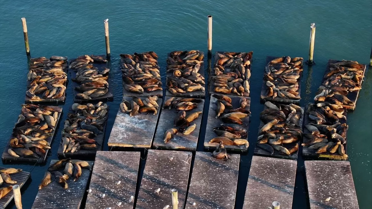 Fisherman’s Wharf’ta Deniz Aslanı yoğunluğu 6
